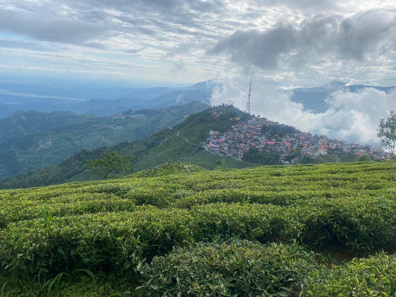 Darjeeling Second Flush 2025 -Castleton- ｜プレミアムティー